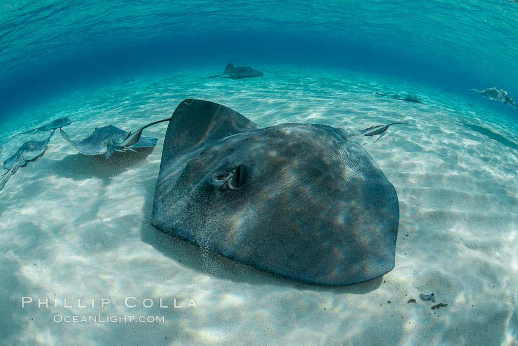 Southern Stingray, Stingray City, Grand Cayman Island. Cayman Islands, Dasyatis americana, natural history stock photograph, photo id 32096