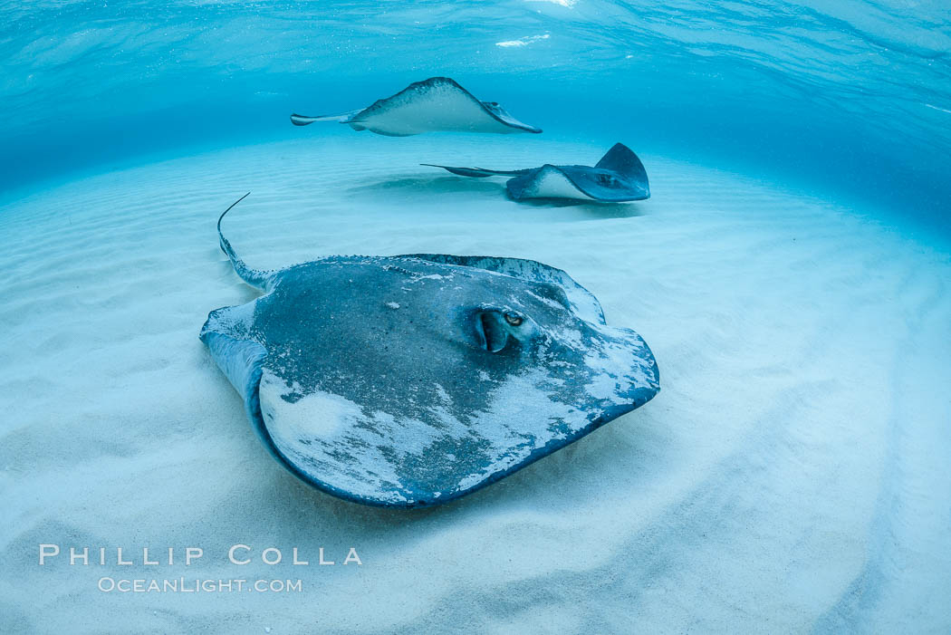 Southern Stingray, Stingray City, Grand Cayman Island. Cayman Islands, Dasyatis americana, natural history stock photograph, photo id 32152