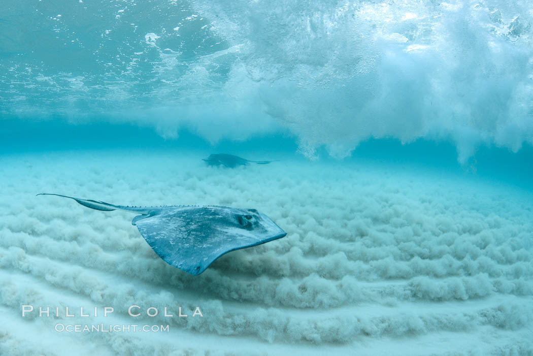 Southern Stingray, Stingray City, Grand Cayman Island. Cayman Islands, Dasyatis americana, natural history stock photograph, photo id 32156