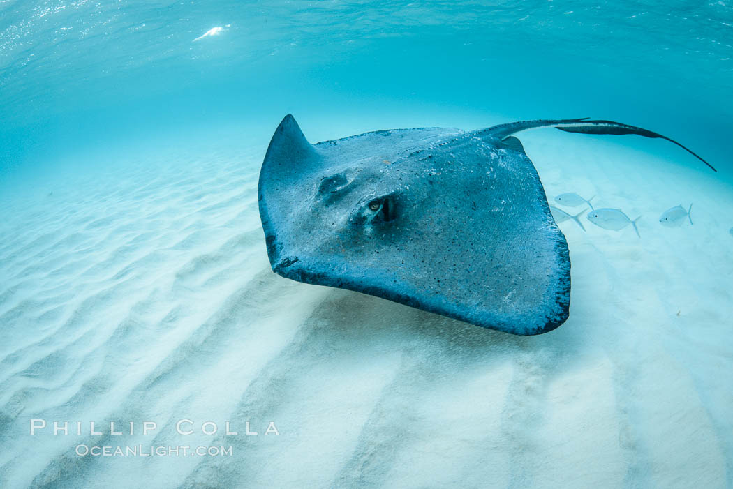 Southern Stingray, Stingray City, Grand Cayman Island. Cayman Islands, Dasyatis americana, natural history stock photograph, photo id 32160