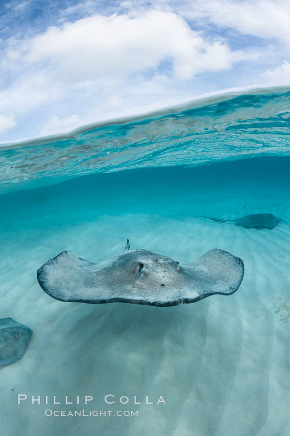 Southern Stingray, Stingray City, Grand Cayman Island. Cayman Islands, Dasyatis americana, natural history stock photograph, photo id 32164