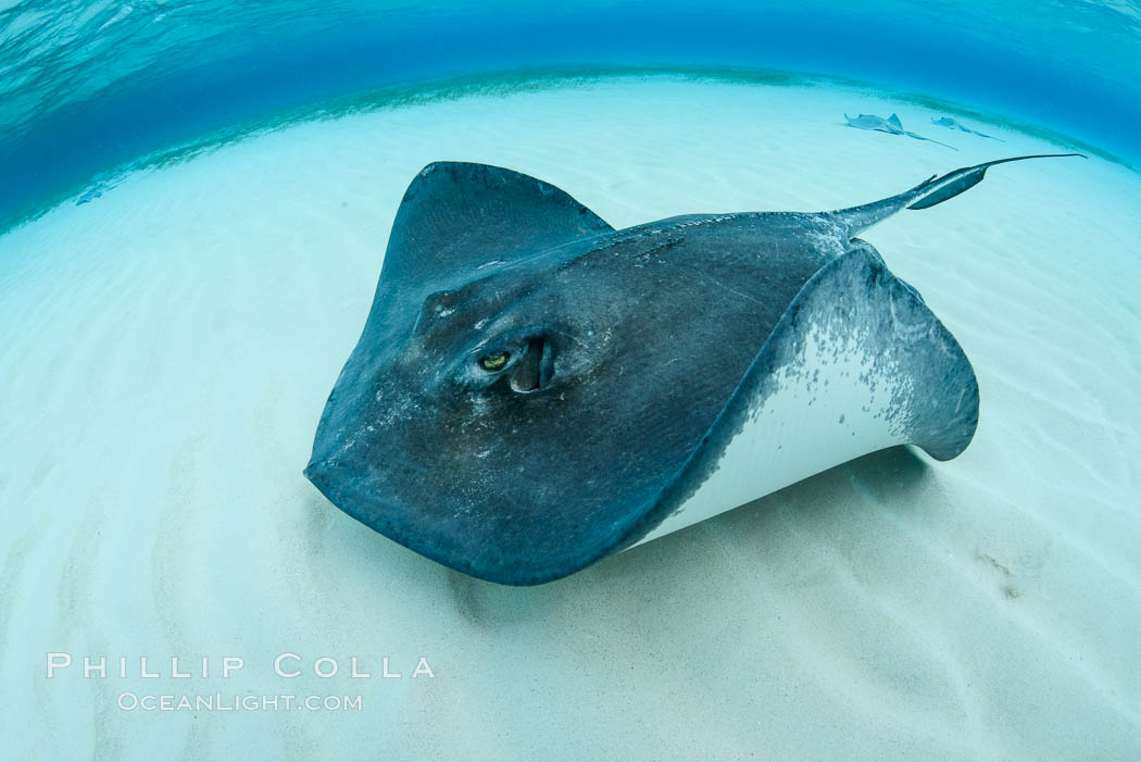 Southern Stingray, Stingray City, Grand Cayman Island. Cayman Islands, Dasyatis americana, natural history stock photograph, photo id 32212