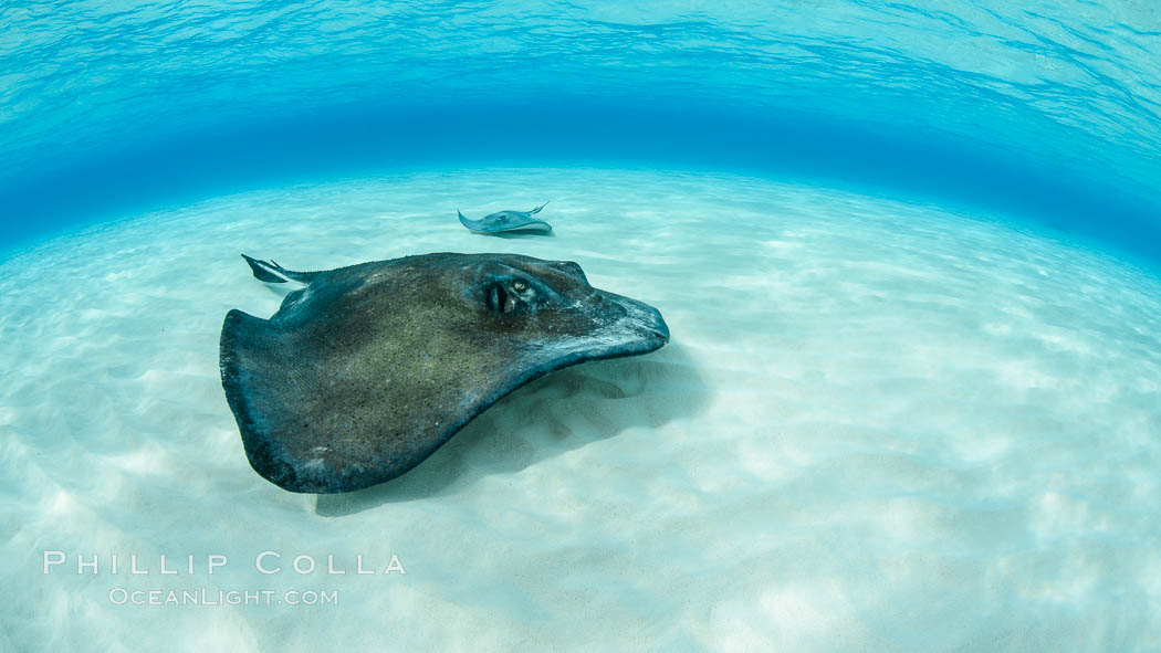 Southern Stingray, Stingray City, Grand Cayman Island. Cayman Islands, Dasyatis americana, natural history stock photograph, photo id 32216