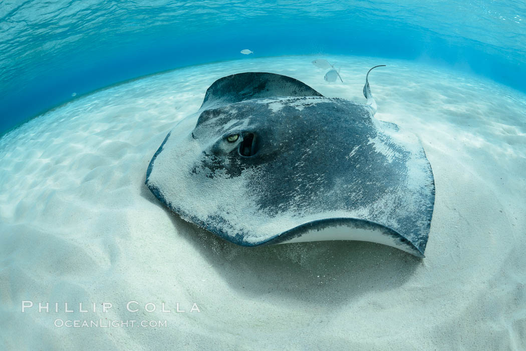 Southern Stingray, Stingray City, Grand Cayman Island. Cayman Islands, Dasyatis americana, natural history stock photograph, photo id 32224