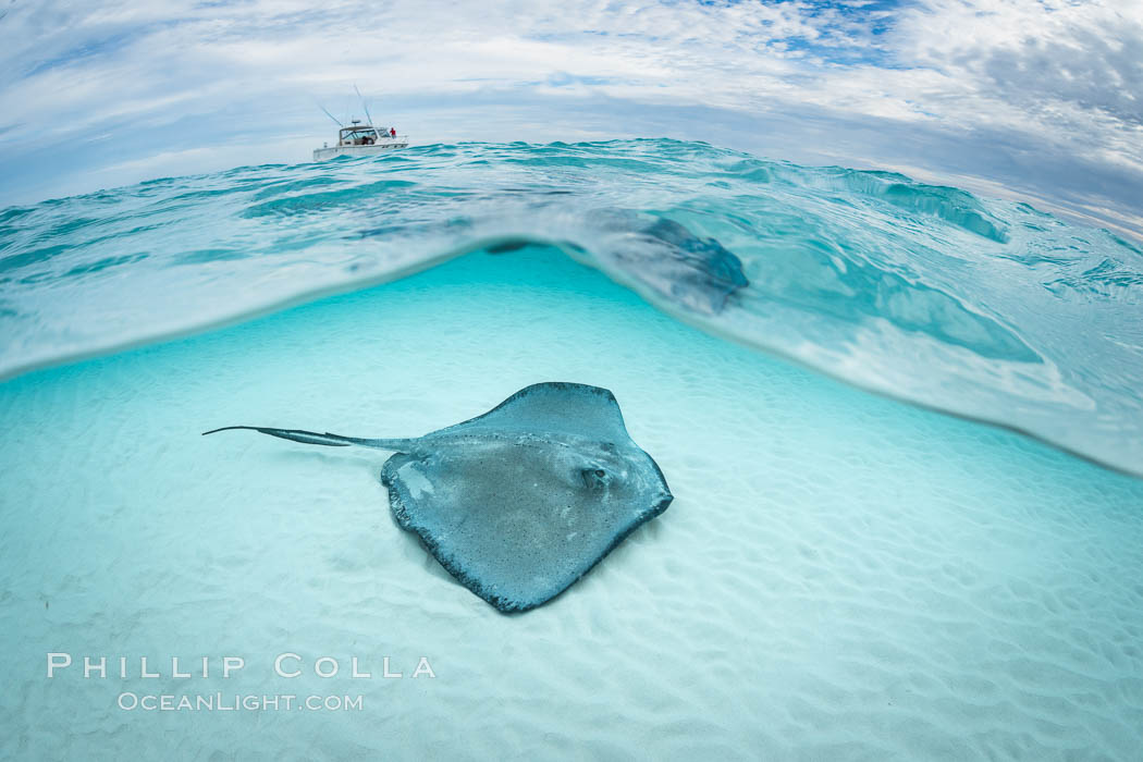 Southern Stingray, Stingray City, Grand Cayman Island. Cayman Islands, Dasyatis americana, natural history stock photograph, photo id 32232