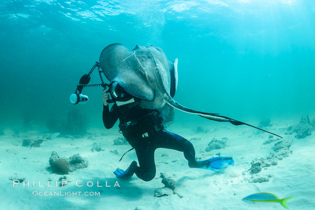 Southern Stingray, Stingray City, Grand Cayman Island. Cayman Islands, Dasyatis americana, natural history stock photograph, photo id 32051