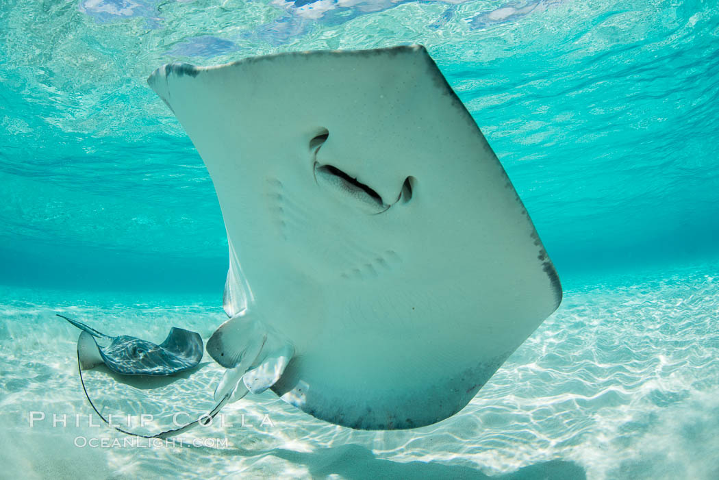 Southern Stingray, Stingray City, Grand Cayman Island. Cayman Islands, Dasyatis americana, natural history stock photograph, photo id 32075