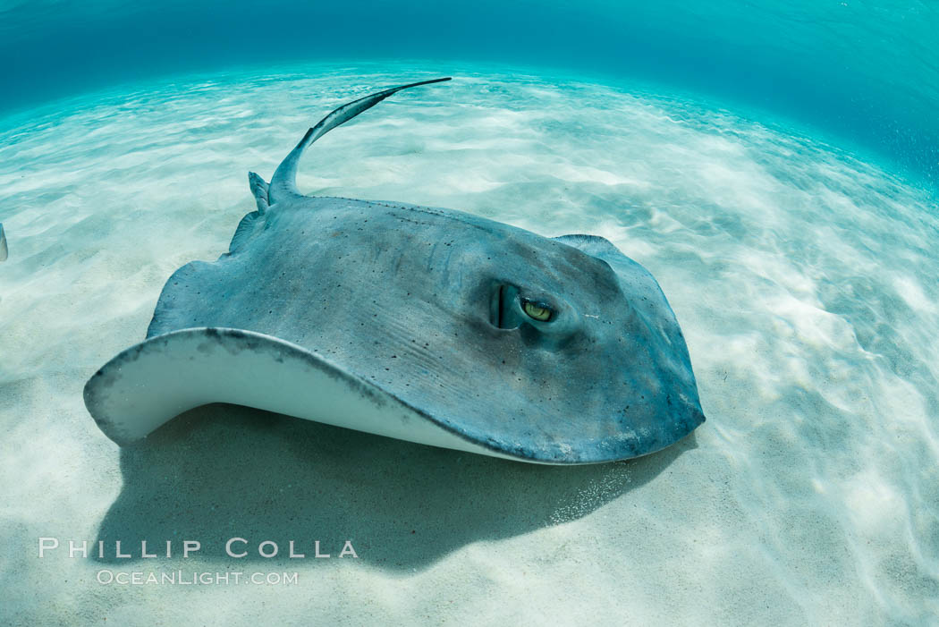 Southern Stingray, Stingray City, Grand Cayman Island. Cayman Islands, Dasyatis americana, natural history stock photograph, photo id 32079