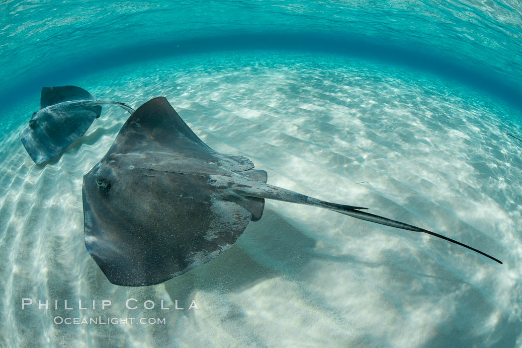 Southern Stingray, Stingray City, Grand Cayman Island. Cayman Islands, Dasyatis americana, natural history stock photograph, photo id 32095