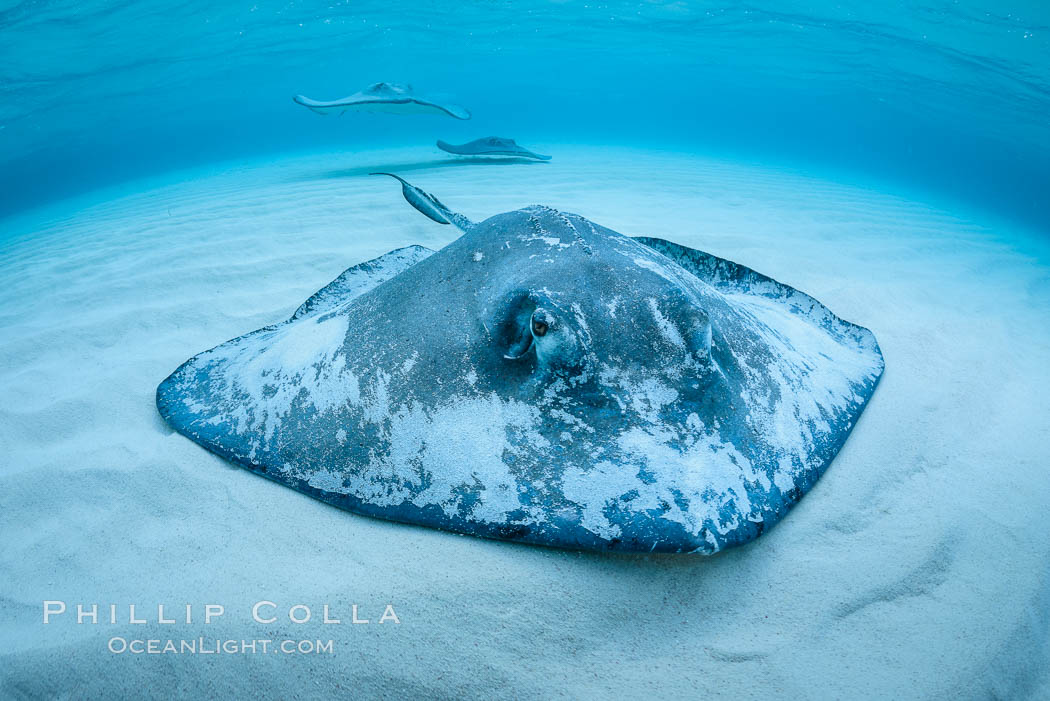 Southern Stingray, Stingray City, Grand Cayman Island. Cayman Islands, Dasyatis americana, natural history stock photograph, photo id 32151