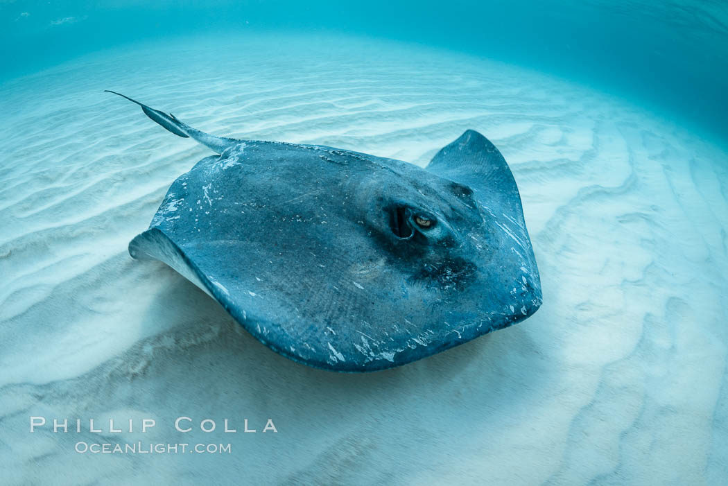 Southern Stingray, Stingray City, Grand Cayman Island. Cayman Islands, Dasyatis americana, natural history stock photograph, photo id 32159