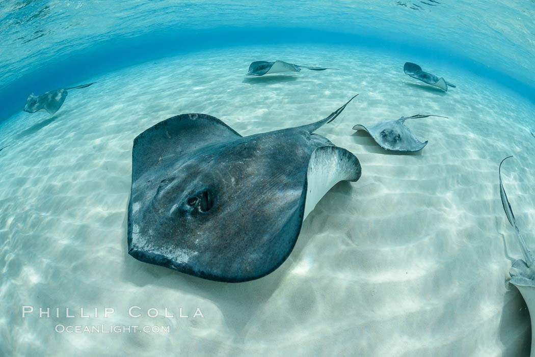 Southern Stingray, Stingray City, Grand Cayman Island. Cayman Islands, Dasyatis americana, natural history stock photograph, photo id 32219