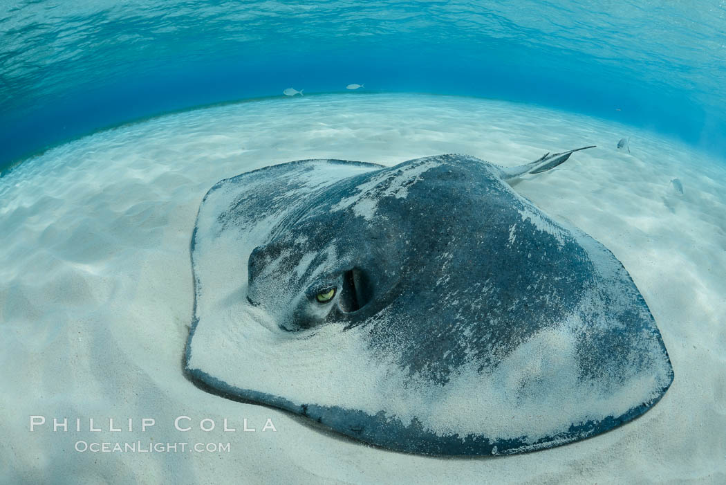 Southern Stingray, Stingray City, Grand Cayman Island. Cayman Islands, Dasyatis americana, natural history stock photograph, photo id 32223