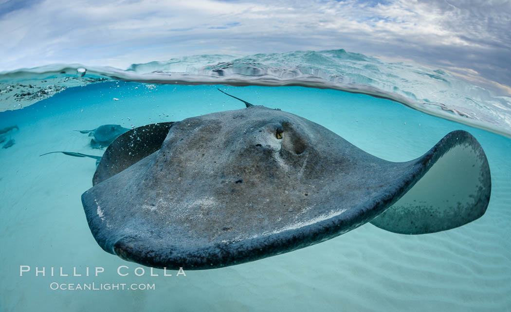 Southern Stingray, Stingray City, Grand Cayman Island. Cayman Islands, Dasyatis americana, natural history stock photograph, photo id 32231