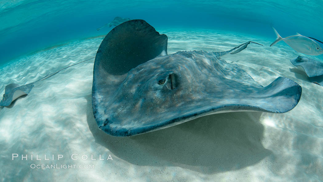 Southern Stingray, Stingray City, Grand Cayman Island. Cayman Islands, Dasyatis americana, natural history stock photograph, photo id 32073