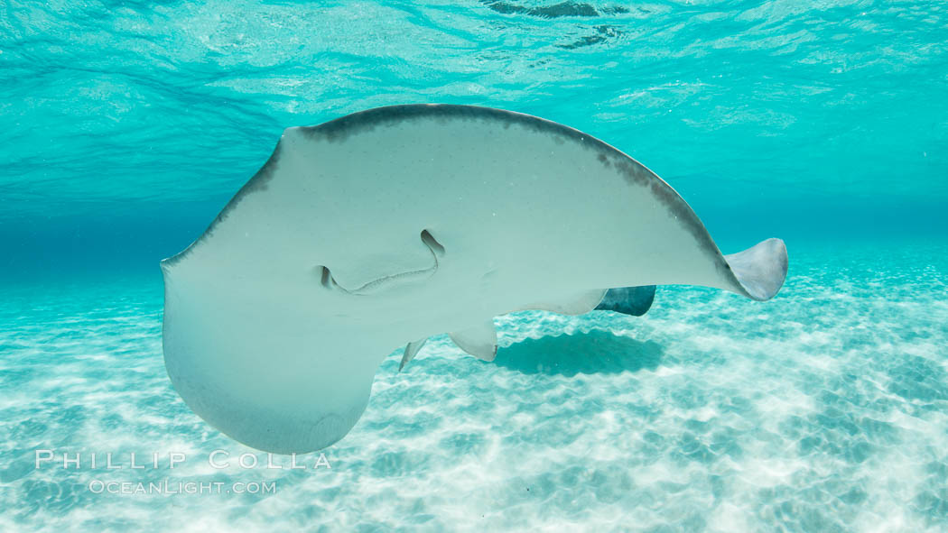 Southern Stingray, Stingray City, Grand Cayman Island. Cayman Islands, Dasyatis americana, natural history stock photograph, photo id 32077