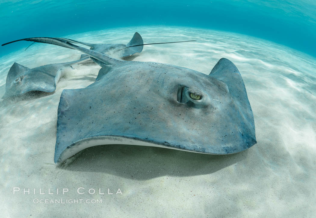 Southern Stingray, Stingray City, Grand Cayman Island. Cayman Islands, Dasyatis americana, natural history stock photograph, photo id 32081