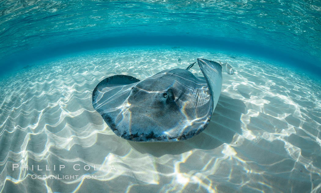 Southern Stingray, Stingray City, Grand Cayman Island. Cayman Islands, Dasyatis americana, natural history stock photograph, photo id 32089