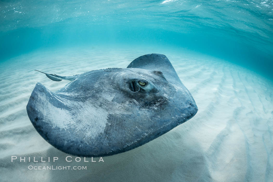 Southern Stingray, Stingray City, Grand Cayman Island. Cayman Islands, Dasyatis americana, natural history stock photograph, photo id 32161