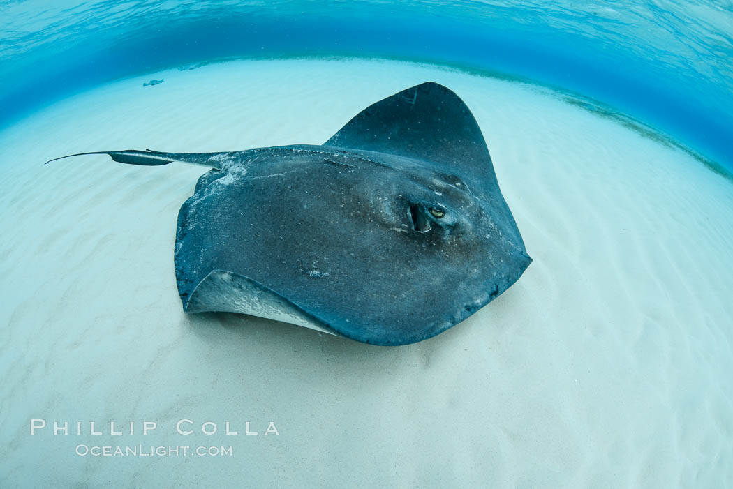 Southern Stingray, Stingray City, Grand Cayman Island. Cayman Islands, Dasyatis americana, natural history stock photograph, photo id 32213