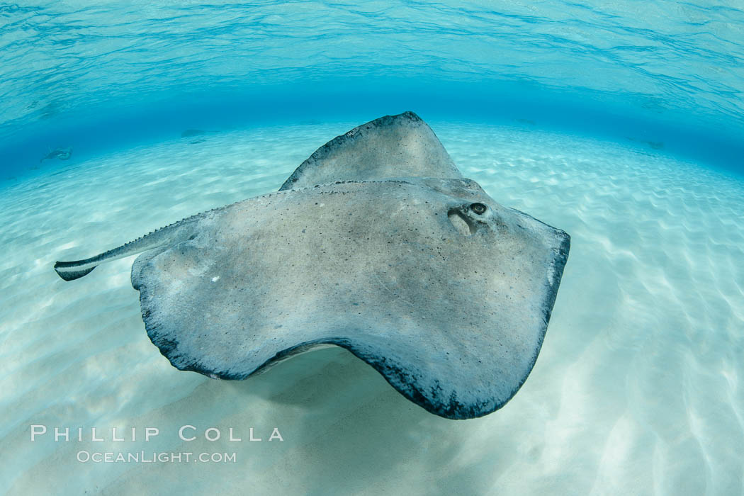 Southern Stingray, Stingray City, Grand Cayman Island. Cayman Islands, Dasyatis americana, natural history stock photograph, photo id 32217