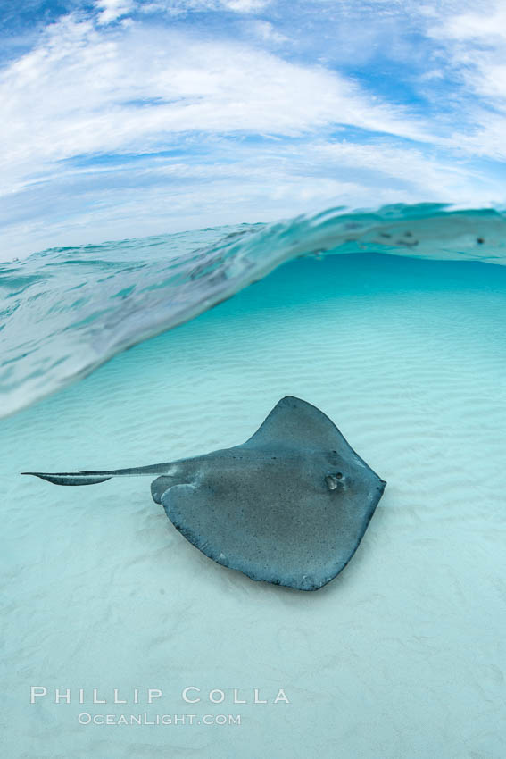 Southern Stingray, Stingray City, Grand Cayman Island. Cayman Islands, Dasyatis americana, natural history stock photograph, photo id 32225