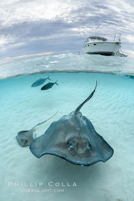 Southern Stingray, Stingray City, Grand Cayman Island. Cayman Islands, Dasyatis americana, natural history stock photograph, photo id 32229