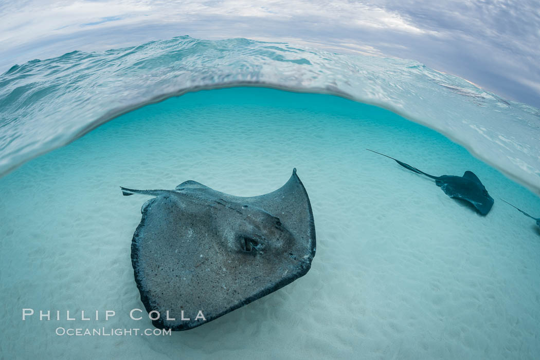 Southern Stingray, Stingray City, Grand Cayman Island. Cayman Islands, Dasyatis americana, natural history stock photograph, photo id 32233