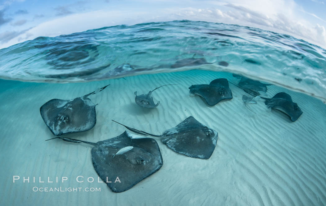 Southern Stingrays, Stingray City, Grand Cayman Island. Cayman Islands, Dasyatis americana, natural history stock photograph, photo id 32086