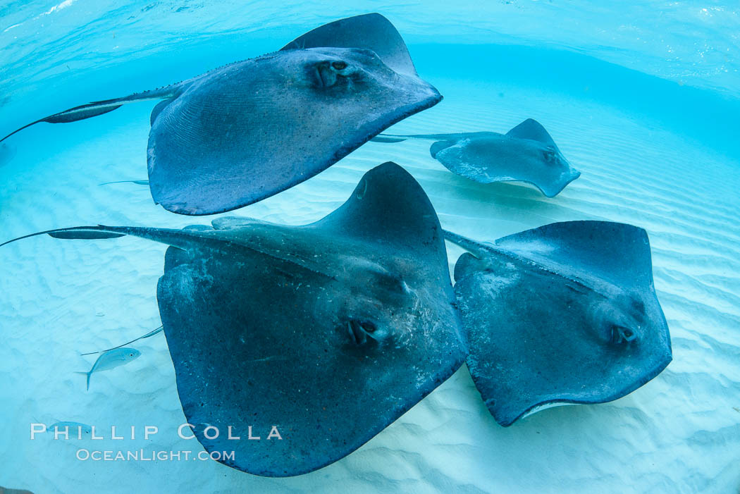 Southern Stingrays, Stingray City, Grand Cayman Island. Cayman Islands, Dasyatis americana, natural history stock photograph, photo id 32154