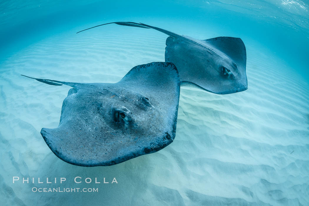 Southern Stingrays, Stingray City, Grand Cayman Island. Cayman Islands, Dasyatis americana, natural history stock photograph, photo id 32158