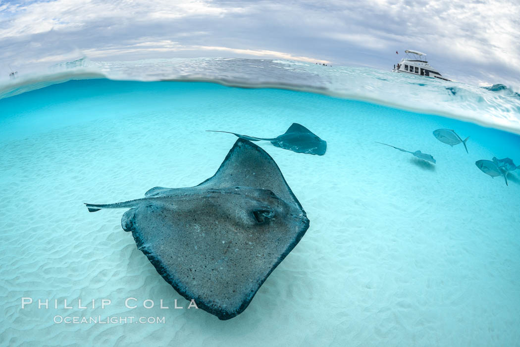 Southern Stingrays, Stingray City, Grand Cayman Island. Cayman Islands, Dasyatis americana, natural history stock photograph, photo id 32234