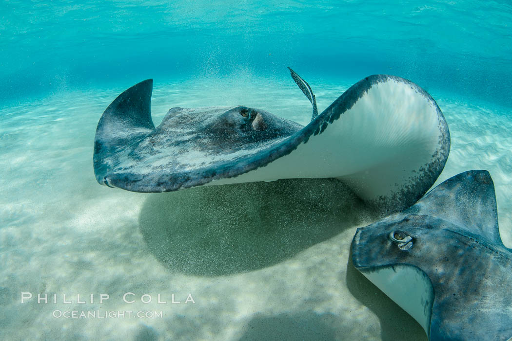 Southern Stingrays, Stingray City, Grand Cayman Island. Cayman Islands, Dasyatis americana, natural history stock photograph, photo id 32064