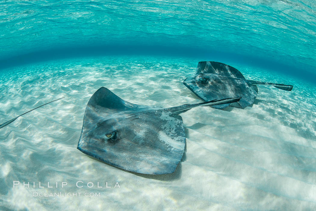 Southern Stingrays, Stingray City, Grand Cayman Island. Cayman Islands, Dasyatis americana, natural history stock photograph, photo id 32091