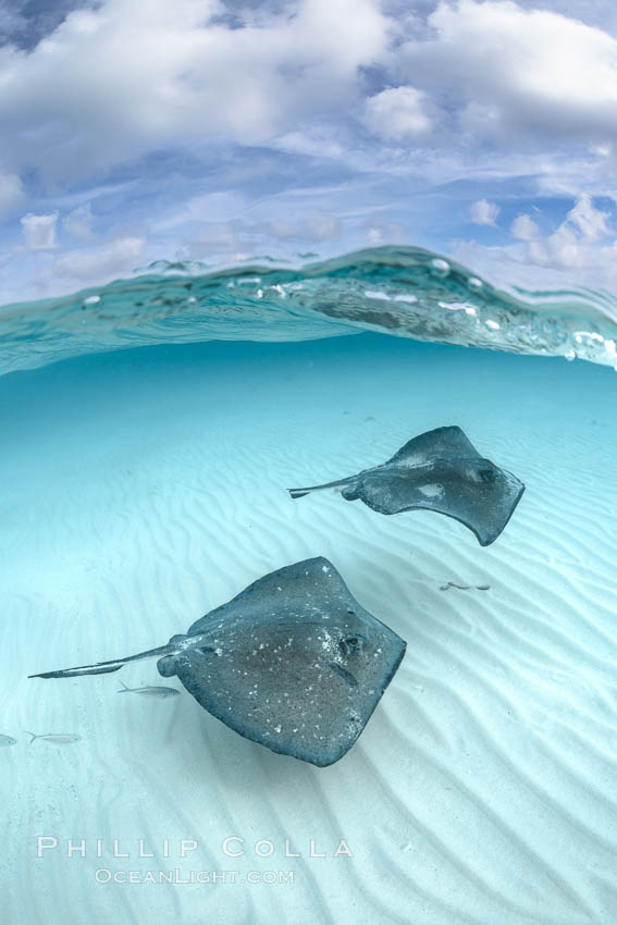 Southern Stingrays, Stingray City, Grand Cayman Island. Cayman Islands, Dasyatis americana, natural history stock photograph, photo id 32171