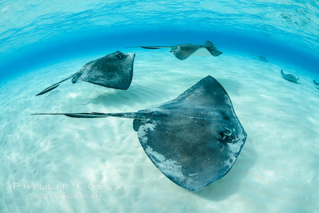 Southern Stingrays, Stingray City, Grand Cayman Island. Cayman Islands, Dasyatis americana, natural history stock photograph, photo id 32215