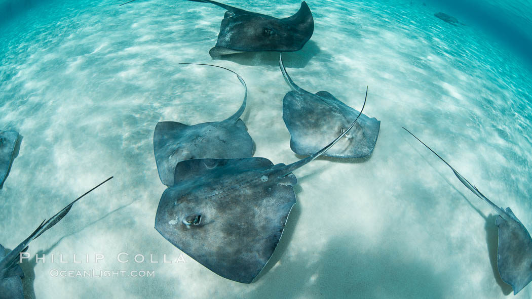 Southern Stingrays, Stingray City, Grand Cayman Island. Cayman Islands, Dasyatis americana, natural history stock photograph, photo id 32069