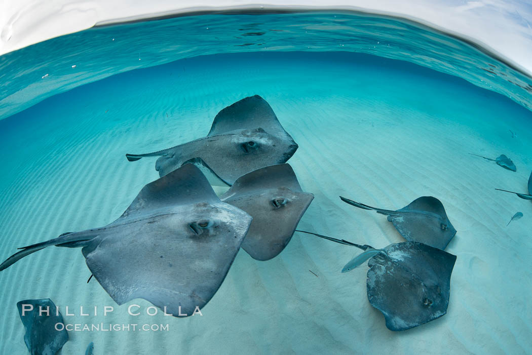 Southern Stingrays, Stingray City, Grand Cayman Island. Cayman Islands, Dasyatis americana, natural history stock photograph, photo id 32085