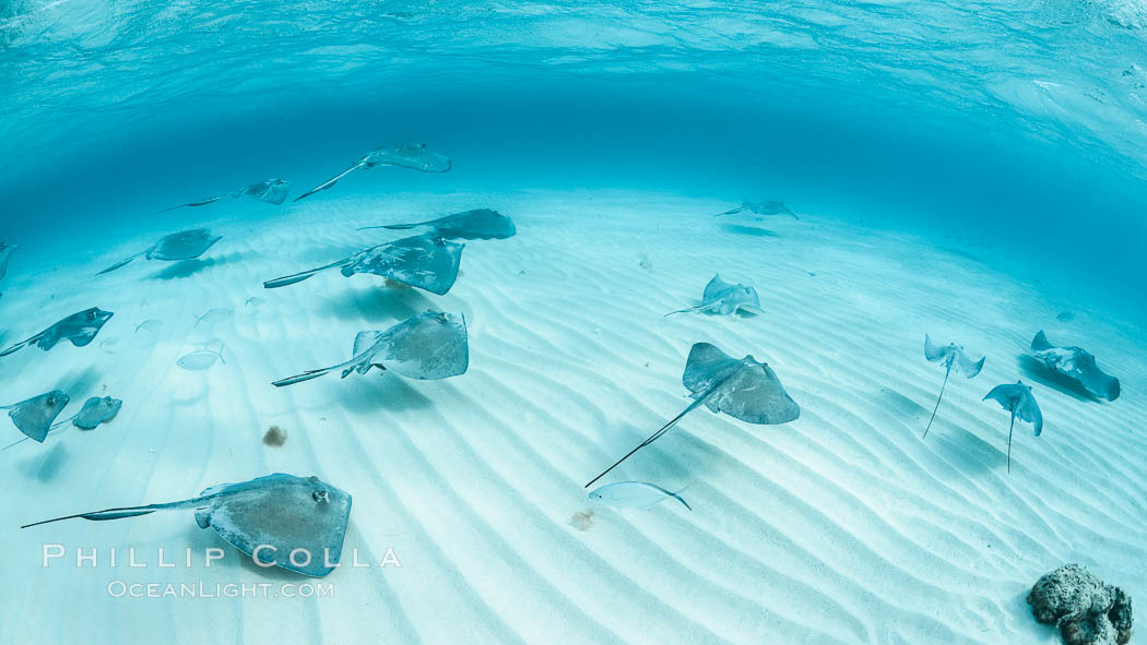 Southern Stingrays, Stingray City, Grand Cayman Island. Cayman Islands, Dasyatis americana, natural history stock photograph, photo id 32169