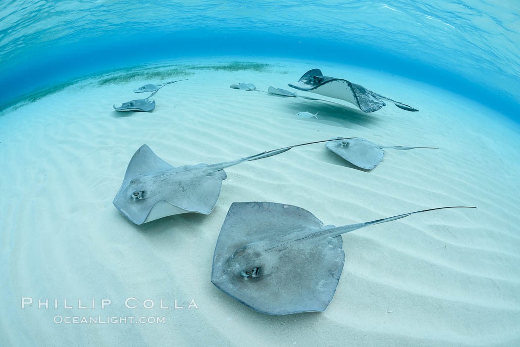 Southern Stingrays, Stingray City, Grand Cayman Island, Dasyatis americana,  Cayman Islands