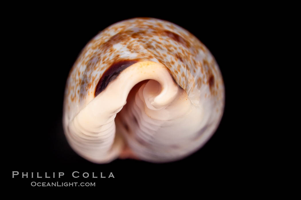 Sowerby's Cylindrical Cowrie., Cypraea cylindrica sowerbyana, natural history stock photograph, photo id 08166