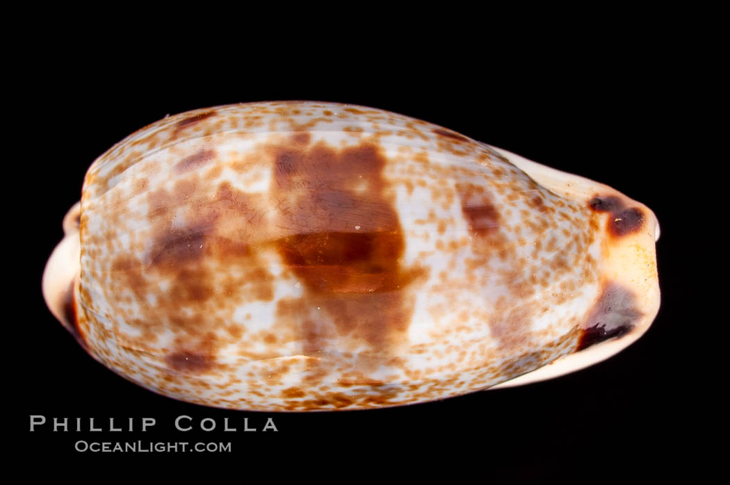 Sowerby's Cylindrical Cowrie., Cypraea cylindrica sowerbyana, natural history stock photograph, photo id 08163