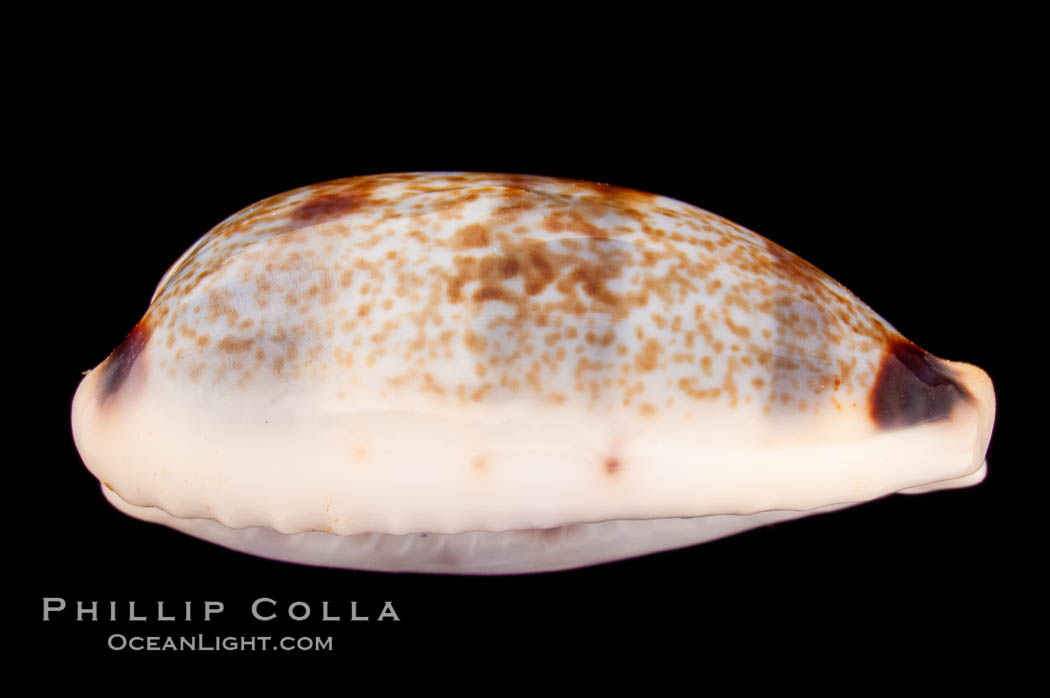 Sowerby's Cylindrical Cowrie., Cypraea cylindrica sowerbyana, natural history stock photograph, photo id 08165