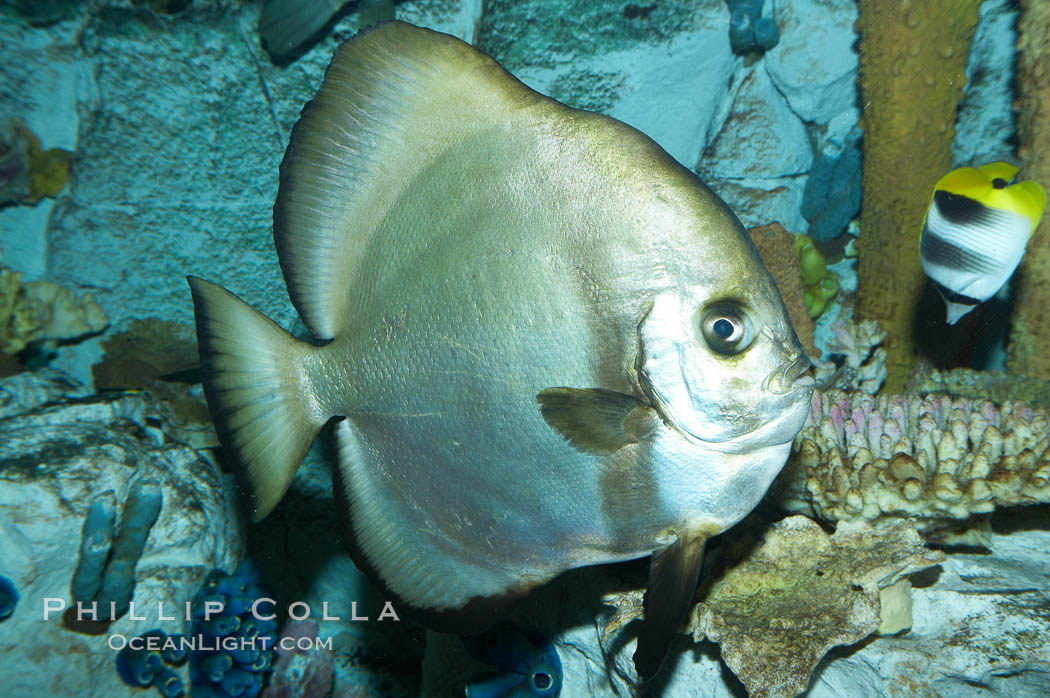 Unidentified fish., natural history stock photograph, photo id 11874