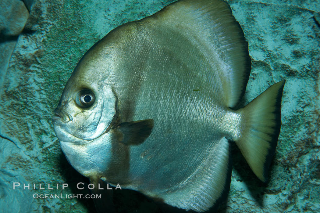 Unidentified fish., natural history stock photograph, photo id 11878