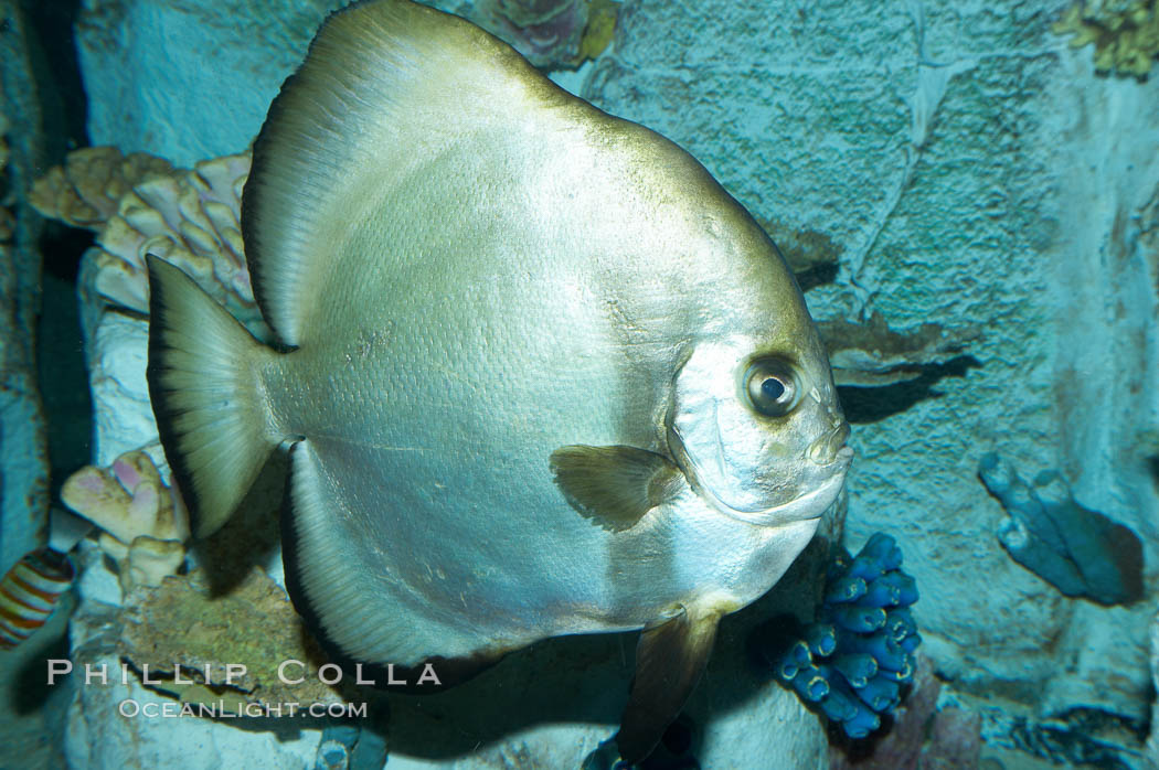 Unidentified fish., natural history stock photograph, photo id 11875