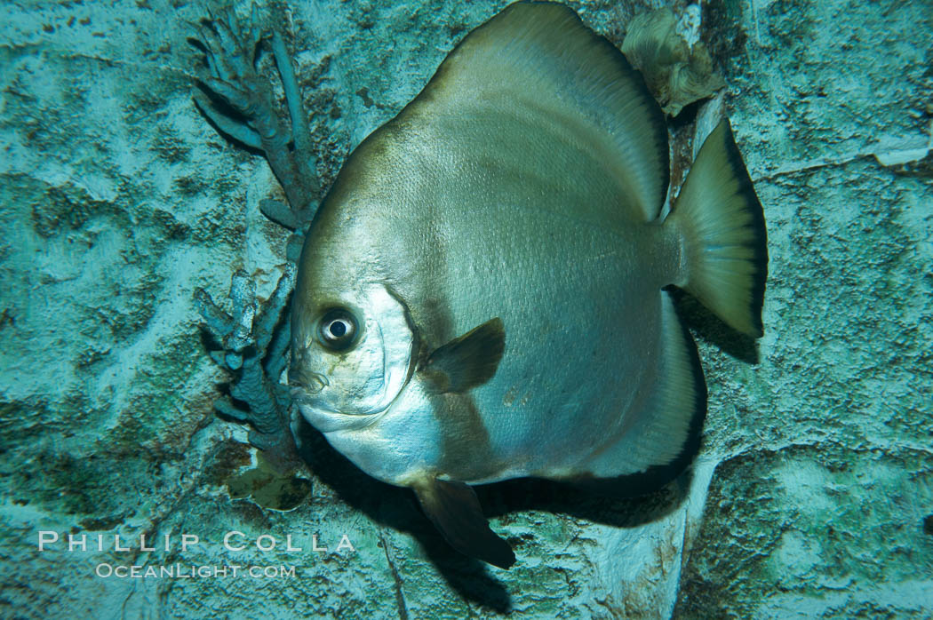 Unidentified fish., natural history stock photograph, photo id 11877