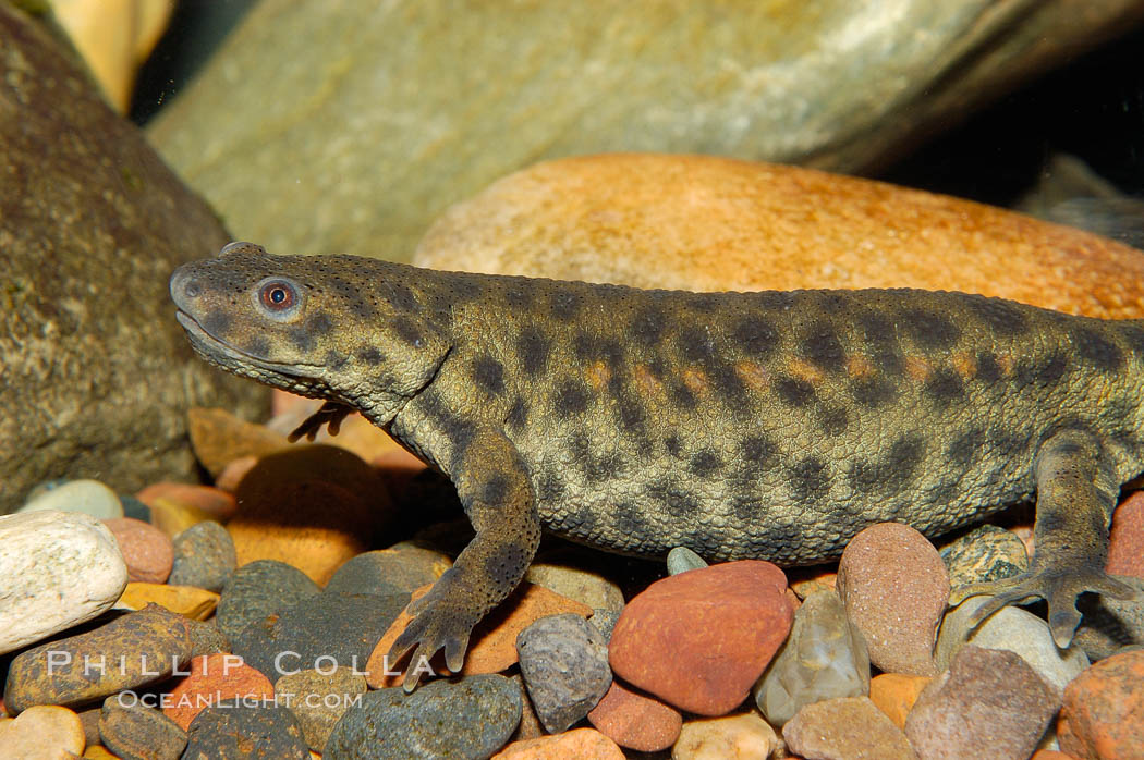 Spanish ribbed newt, native to Spain, Portugal and Morocco., Pleurodeles waltl, natural history stock photograph, photo id 09798