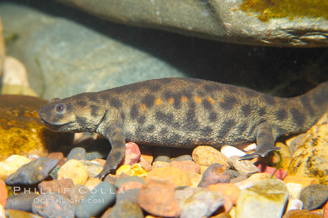 Spanish ribbed newt., Pleurodeles waltl, natural history stock photograph, photo id 13977