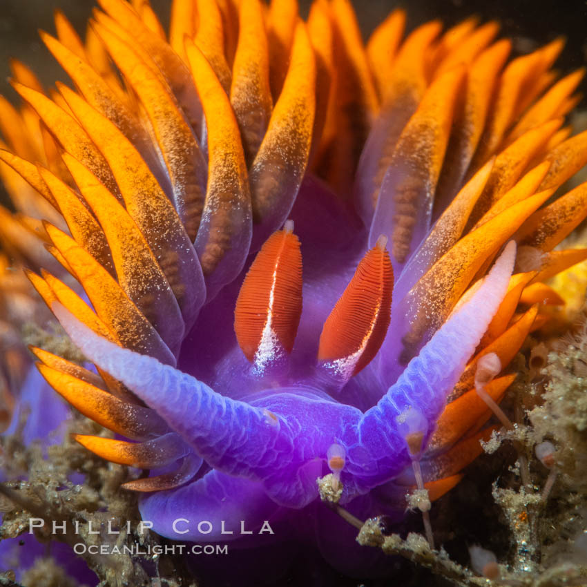Eye-to-eye with a brilliantly-colored Spanish shawl nudibranch, Flabellinopsis iodinea, San Diego, Flabellinopsis iodinea